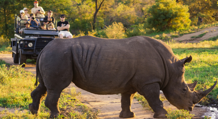 Themenwoche Südafrika 2024 Safari Nashorn