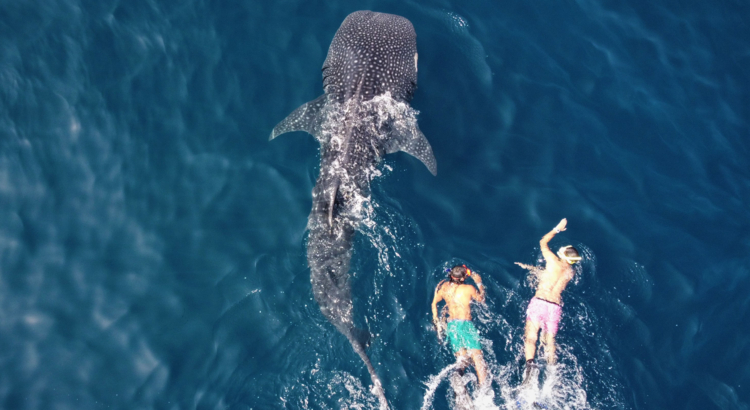 Walhaie Tauchen Oman