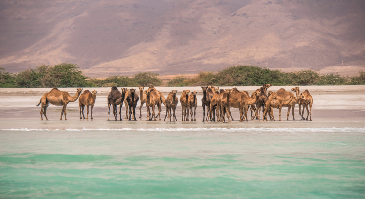Camels on the beach, Salalah, Dhofar Kamele Oman
