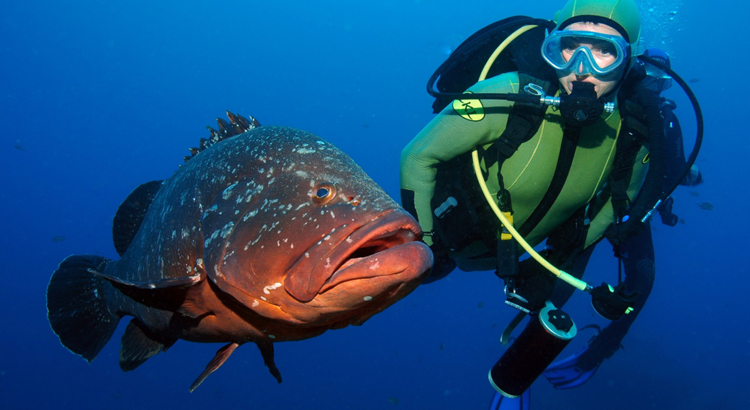 Portugal Madeira Aktivitäten Tauchen Visit Madeira/Manta Diving