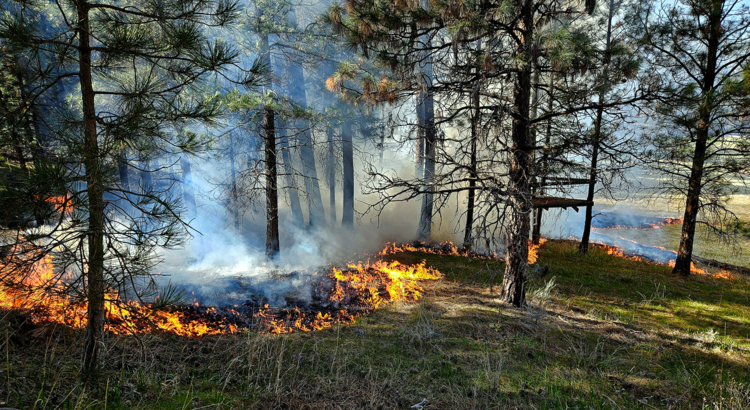 Kanada Waldbrand iStock NellesHoldingsLtd.jpg