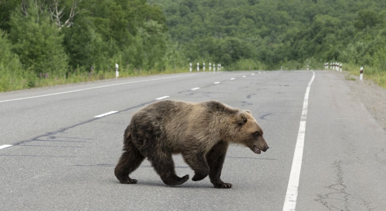 Bär Rumänien Karpaten Foto iStock Geyzer