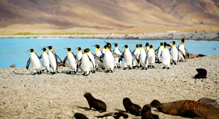 Fernreise 6 EL_Pinguine am Strand_iStock-920131132.jpg