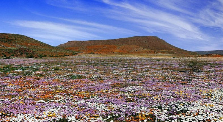 Südafrika Namaqualand SAT.jpg