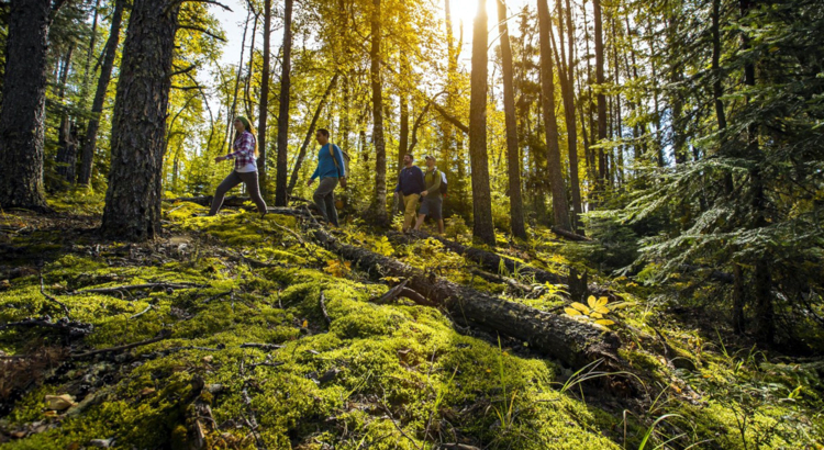 Kanada Saskatchewan Prince Albert Nationalpark Wandern Wald Foto Tourism Saskatchewan Greg Huszar.jpg