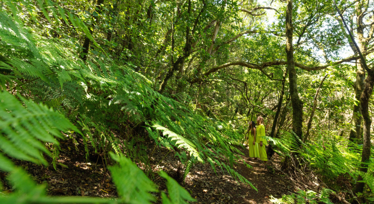 Natur Grün Teneriffa Nachhaltigkeit