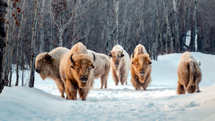 Kanada Alberta Metis Crossing weiße Bisons Foto Indigenous Toursim Alberta.jpg